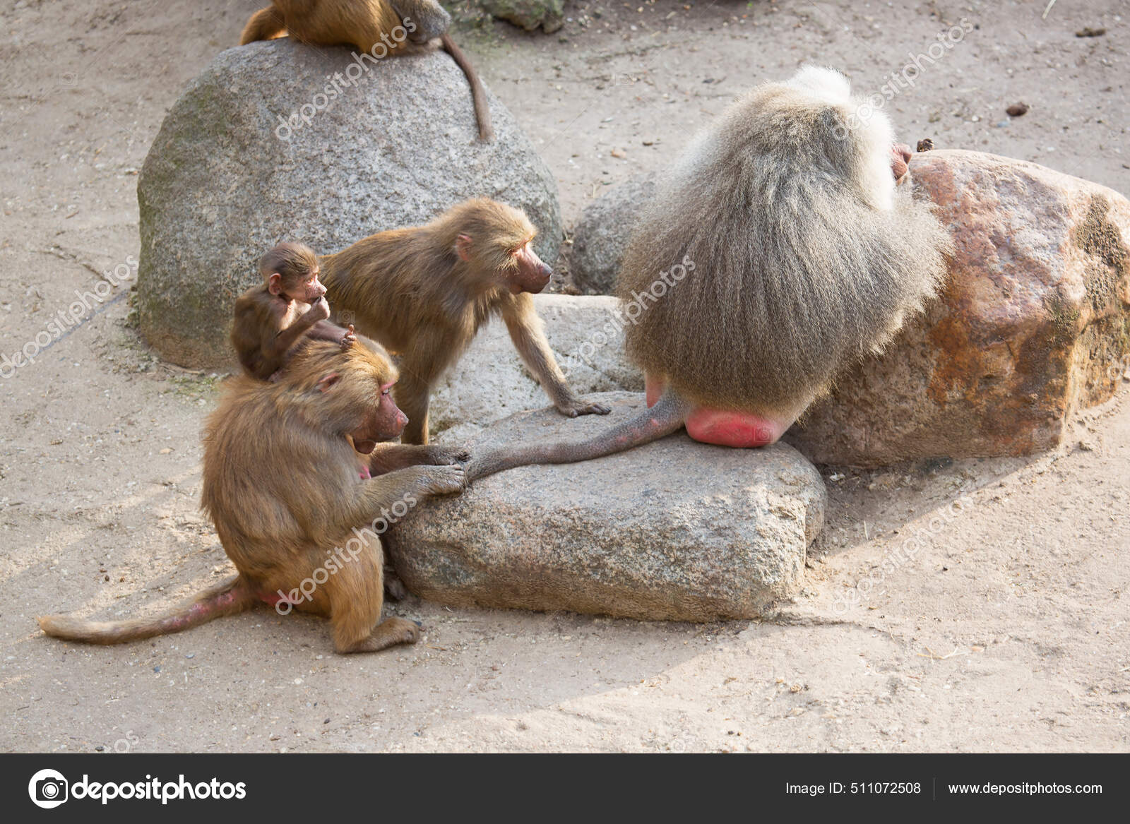 Baboon Fake Id