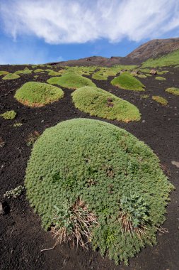 Etna Dağı 'nın krater kenarı lav tarlaları ve dik yamaçlar. Çakıl taşlarıyla kaplı. Güçlü öncü bitkiler tarafından büyütülmüş.
