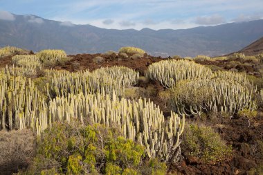 Kaktüs bitkileriyle volkanik vadi manzarası