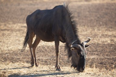 Siyah antilop ya da beyaz kuyruklu gnu, Connochaetes Gnou, açık ovalarda yürüyor.