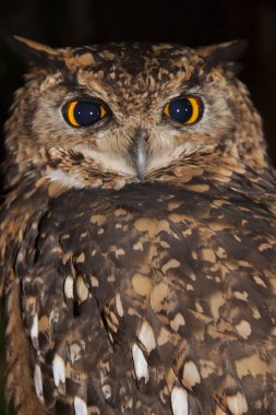 Gece yarısı Cape Eagle-baykuşunun yakın plan başı Bubo capensis.