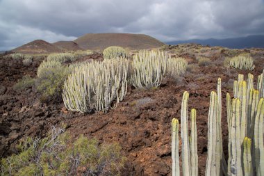 Kaktüs bitkileriyle volkanik vadi manzarası