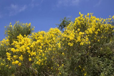 Çiçek açan sarı kolza tohumu çalıları gün ışığında 