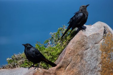 Kayadaki güzel kuşlar.