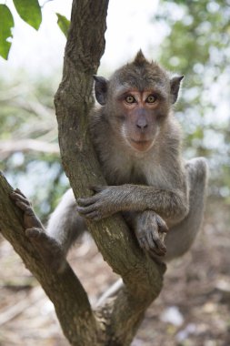 Yengeç yiyen ya da uzun kuyruklu macaque, Macaca fascicularis, bölgeyi rahatça gözlemliyor.