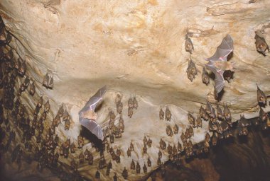 Karanlık mağarada vahşi yarasalar