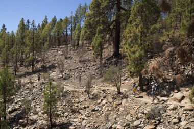 Yürüyüş yapan turistlerin olduğu kayalık orman sahnesi