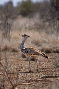 Kori Bustard, Ardeotis Kori, savanada yürüyerek yiyecek arıyor.