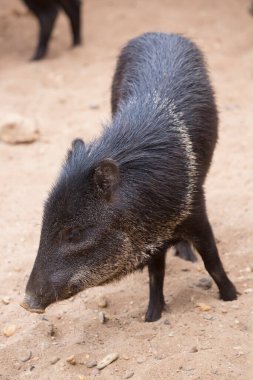 yaban domuzu Hayvanat Bahçesi