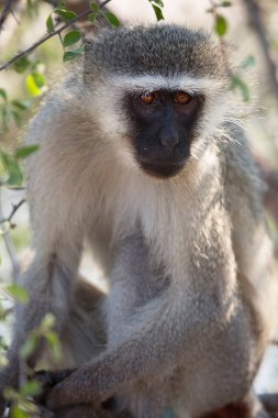 vervet maymunu, klorocebus pigerythrus, ağaçta oturuyor.  
