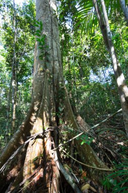Güzel botanik çekimi, tropik yeşillik