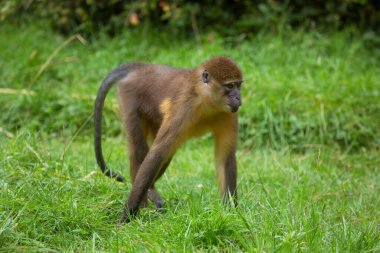 Genç maymun doğada