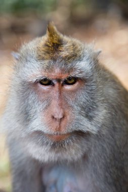 Yengeç yiyen ya da uzun kuyruklu macaque, Macaca fascicularis, bölgeyi rahatça gözlemliyor.