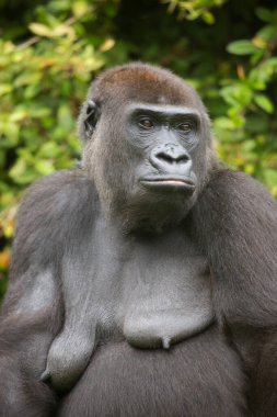 Batı ova gorilinin yakın görüntüsü  