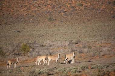Büyük Kudu, yayılım gösterir: strepsiceros