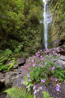 büyük şelale orman