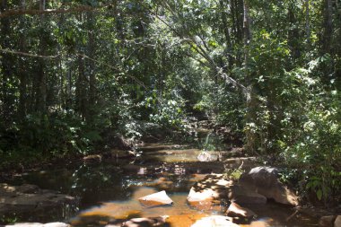 Ormanın güzel manzarası