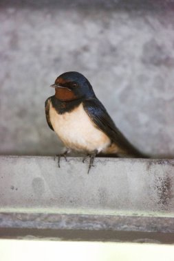 Ahırın dalında bir kuş.