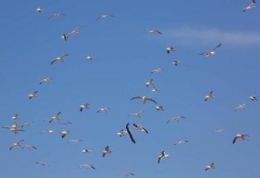 Gökyüzünde uçan martı sürüsü.