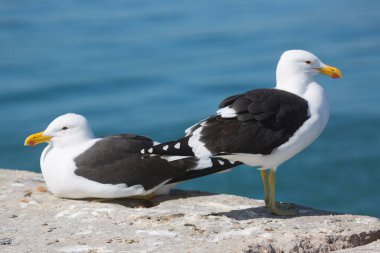 Yakın plan Cape ya da Kelp martı Larus Dominicanus, kayanın üzerinde duruyor.