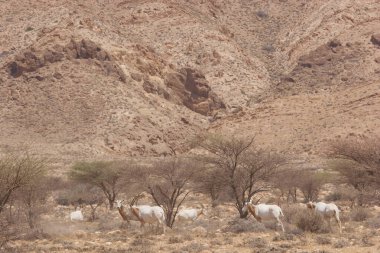 Palamut boynuzlu antilop sürüsü, Oryx dammah, Sahra Çölü 'ndeki korkunç önlüklerin arasında yürüyorlar.
