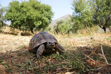 Şirin kaplumbağanın yakın çekim görüntüsü 