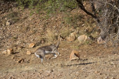 Savanadaki bir grup vahşi antilop.  