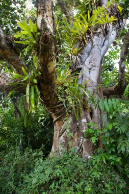 Güzel botanik çekimi, tropik yeşillik