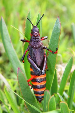 Vahşi doğada böceğe yakın.