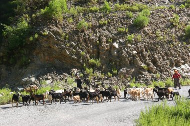 Bir keçi sürüsüyle dağ manzarası