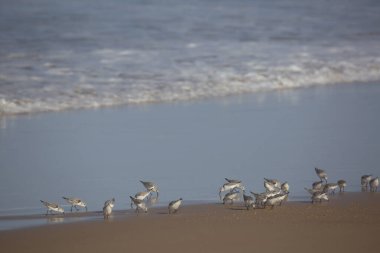 Portekiz sahilinde martılar