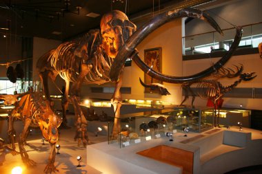 Leiden, Hollanda 'daki Naturalis Biyolojik Çeşitlilik Merkezi' nin içi