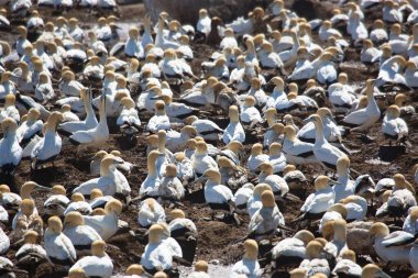 Sahildeki doğal yaşam alanındaki deniz kuşları sürüsü.