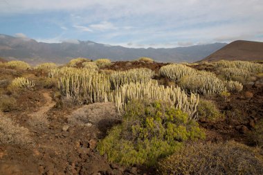 Kaktüs bitkileriyle volkanik vadi manzarası