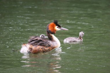 Büyük tepeli batağan, Sukuşu (Podiceps cristatus)