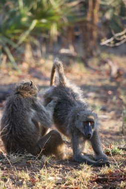 Vahşi ortamda şirin babunlar.