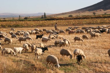 Kırsalda bir çiftlik otlağında koyun sürüsü.