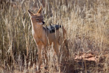 Siyah sırtlı çakal Canis mesomelas, Kalahari Çölü 'nün çayırlarını ve çayırlarını gözlüyor.