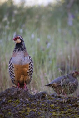 Kırmızı bacaklı keklik, Alectoris Rufa, açık bir arazide yiyecek aramak için yürüyor.