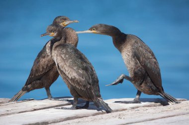Pelerin karabataklar çatıda, arka planda mavi su var.