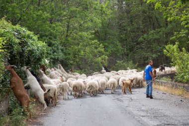 Yolda yürüyen koyun ve keçi sürüsü