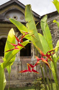 Güzel botanik fotoğrafı, doğal duvar kağıdı.