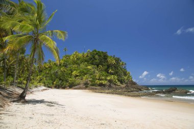 Terkedilmiş ve el değmemiş tropikal sahilde palmiye ağaçları ve kum