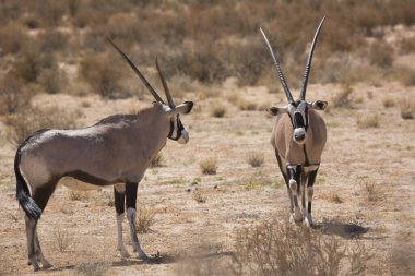 Gemsbok sürüsü ya da Güney Afrika antilobu, Afrika antilobu ceylanı Kalahari çölündeki kuru otların arasında yürüyor ve otluyor.