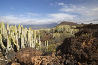 Kaktüs bitkileriyle volkanik vadi manzarası