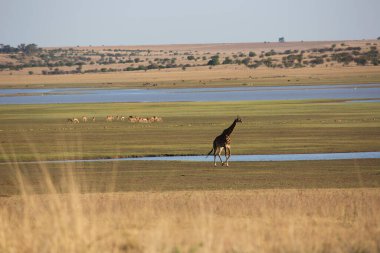 Vahşi yaşam, Afrika 'daki zürafa manzarası