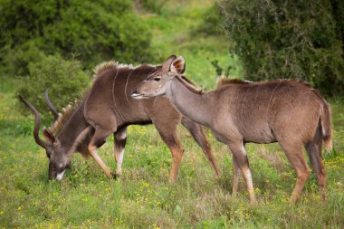 Savanadaki vahşi antilop manzarası  