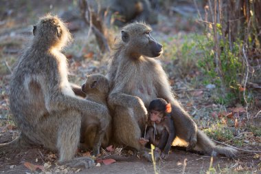 Vahşi ortamda şirin babunlar.