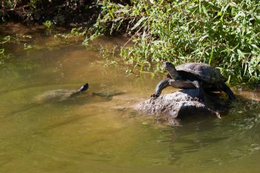 Şirin kaplumbağaların yakın çekim görüntüsü 