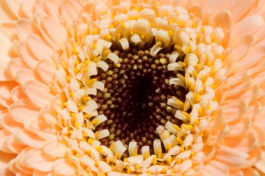 Taze çiçeğin makro görüntüsü